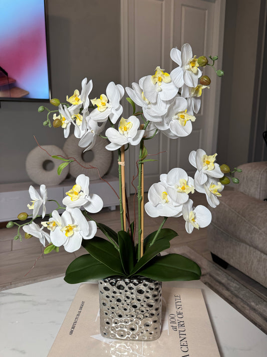 Orchid Arrangement for Living Room
Phalaenopsis Orchid Floral Arrangement
Silk Orchid Centerpiece for Home
Artificial Orchid Arrangement in Silver Vase
Silk Flowers in Ceramic Vase
Modern Orchid Arrangement for Home
Luxury Orchid Floral Display
White Phalaenopsis Orchid in Vase
Faux Orchid Flowers in Ceramic Vase
Elegant Orchid Arrangement in Silver Vase