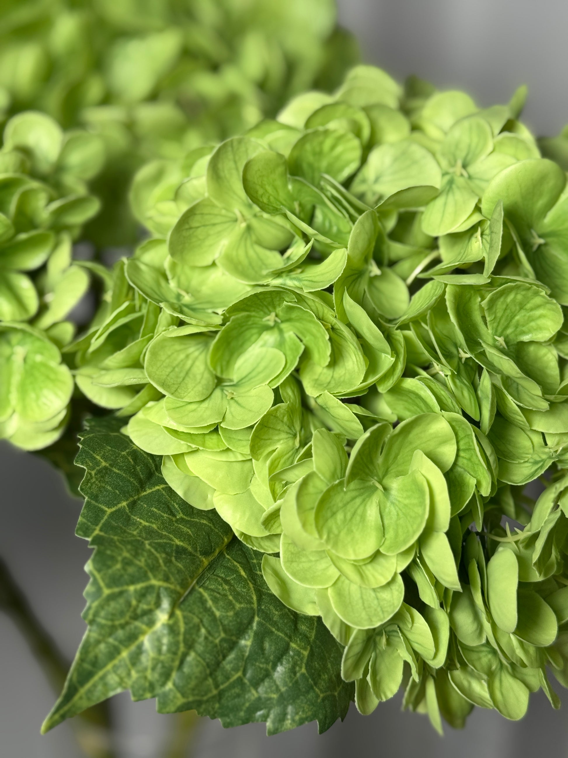 buy artificial hydrangea
faux hydrangea stems online
best fake hydrangea flowers
where to buy lifelike flowers
realistic artificial flowers for sale
top rated faux hydrangeas
Amazon hydrangea flowers
premium artificial hydrangeas
luxury faux hydrangea flowers
best fake flowers for decorating