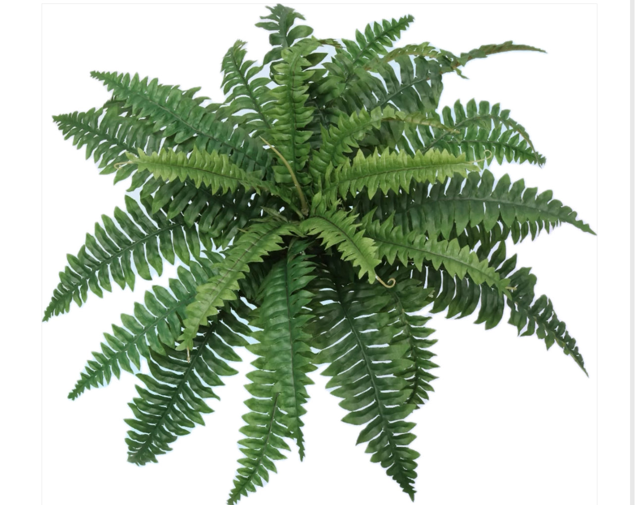 Artificial Boston fern Amazon
Boston fern fake plant Walmart
Patio decor fake plants
UV protected faux plant for garden
Realistic looking fern for deck
Artificial plants for porch railing
Outdoor fake fern bush
Decorative faux fern centerpiece
Outdoor artificial greenery solution
Fake Boston fern plant bulk
