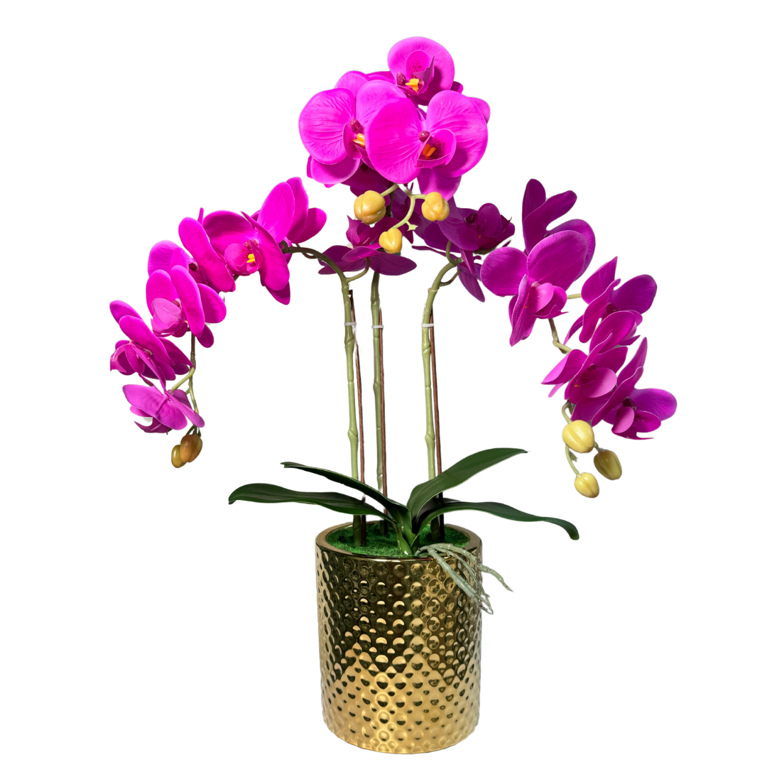 Pink Orchid Gold Vase Arrangement
Magenta Orchid Floral Arrangement in Vase
Elegant Pink Orchid Decor
Gold Vase Orchid Centerpiece
Bright Pink Orchid Floral Arrangement
Pink and Gold Orchid Arrangement
Modern Orchid Arrangement in Gold Vase
Luxury Pink Orchid Centerpiece
Elegant Orchid Arrangement for Table
Phalaenopsis Orchid Pink and Magenta