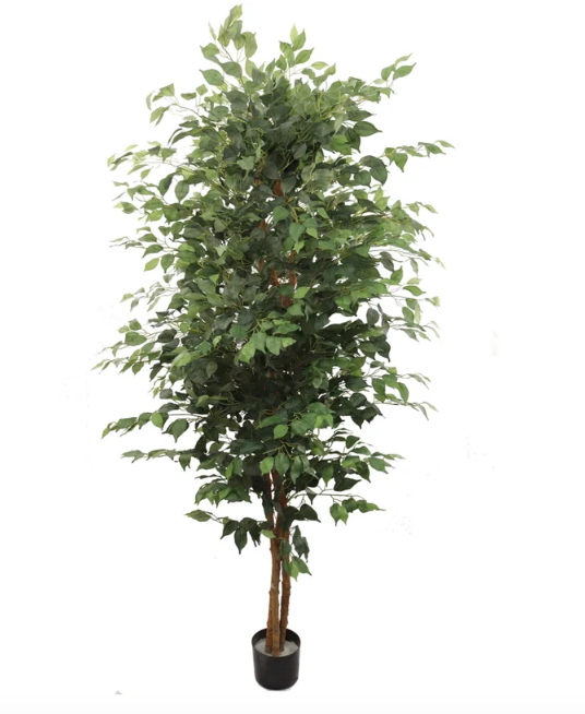 Silk Ficus Tree, 7ft