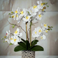 Amelie Silk Phalaenopsis Orchid Arrangement Silver Ceramic Vase