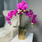 Pink Magenta Phalaenopsis Orchid Floral Arrangement in Gold Vase