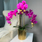 Pink Magenta Phalaenopsis Orchid Floral Arrangement in Gold Vase