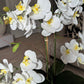 Phalaenopsis Orchid Centerpiece

Silk Orchid Bouquet in Silver Vase

Silk Orchid Arrangement for Office

Silver Vase Orchid Arrangement

Artificial Orchid Home Decor

Ceramic Vase with Orchid Arrangement

Orchid Arrangement for Wedding Decor

Stylish Silk Orchid Display

Phalaenopsis Orchid for Home Decor

Decorative Orchid Flowers for Living Room