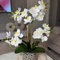 Orchid Arrangement for Living Room

Phalaenopsis Orchid Floral Arrangement

Silk Orchid Centerpiece for Home

Artificial Orchid Arrangement in Silver Vase

Silk Flowers in Ceramic Vase

Modern Orchid Arrangement for Home

Luxury Orchid Floral Display

White Phalaenopsis Orchid in Vase

Faux Orchid Flowers in Ceramic Vase

Elegant Orchid Arrangement in Silver Vase