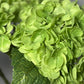 buy artificial hydrangea

faux hydrangea stems online

best fake hydrangea flowers

where to buy lifelike flowers

realistic artificial flowers for sale

top rated faux hydrangeas

Amazon hydrangea flowers

premium artificial hydrangeas

luxury faux hydrangea flowers

best fake flowers for decorating