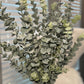 30" artificial eucalyptus branches

Green frosted faux eucalyptus

Artificial plant with 3 eucalyptus stems

Tall faux eucalyptus branches

Eucalyptus spray artificial plant

Real touch eucalyptus leaves

Frosted greenery stems

Long stem eucalyptus artificial

Natural-looking faux eucalyptus

Set of eucalyptus stems artificial