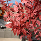 Artificial autumn decor branches

Red and burgundy faux leaf stems

Fall artificial branches for vases

Silk leaf branches for home decor

Faux autumn mantel decorations

Burgundy artificial leaf stems for living room

Fall faux branches for console tables

Artificial fall stems for staging

Faux seasonal stems for bookshelves

Rustic fall artificial branches
