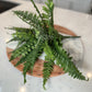 Real touch Boston fern UV resistant

UV protected faux fern plant

Outdoor artificial fern with many fronds

Fern plant artificial 28 inch wide

Fake Boston fern with realistic texture

Faux plant for shaded porch

Best faux fern for front entry

Non-toxic artificial plants

Low-maintenance fern alternative

Fake Boston fern for hanging baskets