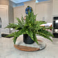 Artificial Boston fern

Boston fern UV resistant

Fake Boston plant

Faux Boston fern

28 inch artificial fern

Boston fern porch decor

Outdoor artificial fern

Boston fern artificial plant

Fake fern 27 fronds

UV resistant fake fern