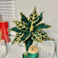 Poinsettia Floral Spray for Winter

Glittery Poinsettia for Christmas Season

Artificial Glitter Poinsettia Flowers

Poinsettia Spray for Winter Holidays

Green and Gold Holiday Flowers

Glitter Poinsettia for Winter Decor

Faux Poinsettia Flowers for Christmas

Luxury Poinsettia Floral Arrangement

Sparkling Poinsettia Flowers for Christmas

Winter Holiday Floral Stem Spray