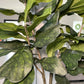 Fiddle Leaf Ficus Faux Tree Plant, 6ft