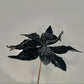 Black Velvet Glitter Poinsettia Flower