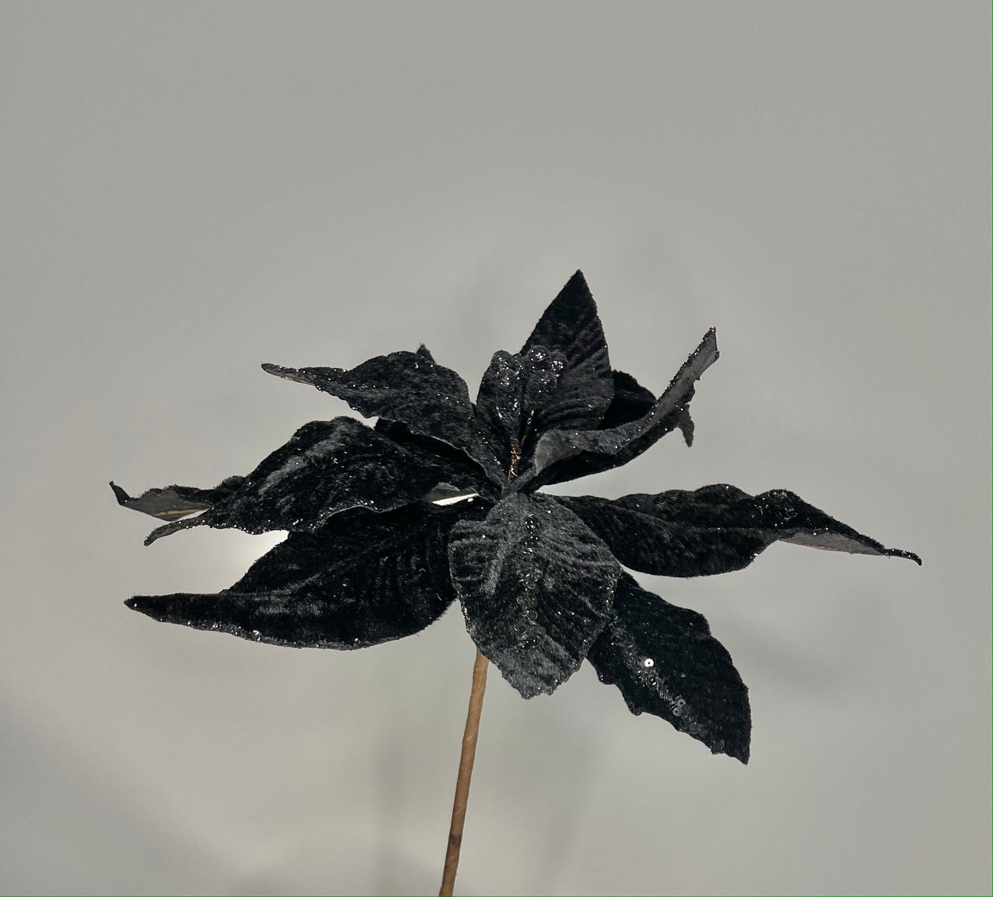 Black Velvet Glitter Poinsettia Flower