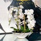 Phalaenopsis Orchid Floral Arrangement with White Vase