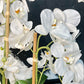 Phalaenopsis Orchid Floral Arrangement with White Vase