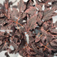 Burgundy faux decor for living room

Plum silk leaves for dining table

Faux autumn stems for entryway vase

Rustic farmhouse artificial foliage

Modern fall faux floral stems

Burgundy artificial decor for office

Faux botanical branches for mantel

Burgundy artificial centerpiece stems

Fall artificial foliage for tall vases

Faux burgundy stems for rustic decor