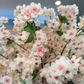 Jade Cream Blush Pink Silk Cherry Blossom Flower Branches Set of 3 Pack 40''