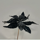 Elegant Black Velvet Glitter Poinsettia Flower set of 3 Flower