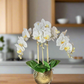 Ceramic Round Vase

Decorative Orchid Flowers

White Phalaenopsis Orchid

Faux Orchid Plant

Orchid Arrangement for Home

Elegant Orchid Arrangement

Real Touch Phalaenopsis

Realistic Orchid Arrangement

White Orchid Floral Display

Gold Hammered Ceramic Vase
