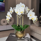 White Orchid Arrangement

Real Touch Orchid Arrangement

Phalaenopsis Orchid Vase

White Orchid Home Decor

Realistic Orchid Flowers

Orchid Floral Arrangement

Luxury Orchid Arrangement

Fake Orchid Flowers

Gold Ceramic Vase

Hammered Gold Vase