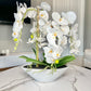 Phalaenopsis Orchid Floral Arrangement with White Vase