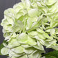 Ariane Lifelike Artificial Green Hydrangea Flowers 20” Real Touch, Set of 3 Stems, Large Faux Blooms for Wedding, Home, Floral Arrangements & Centerpieces