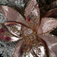 Elegant Rose Gold  Poinsettia with Crystals and Glitter 12'' Set of 2