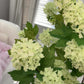 Evie Faux Vibrant Green Hydrangea Spray, 30” Artificial Flower Stems Set of 3 Realistic Silk Floral Decor