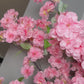 Bianca Bright Pink Silk Cherry Blossom Flower Branches Set of 3 Pack 40''