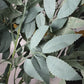Azore Faux Frosted Green Silk Stem Leaf 2 Branches