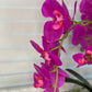 Pink Phalaenopsis Orchid Floral Arrangement in White Vase
