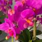Pink Phalaenopsis Orchid Floral Arrangement in Black Vase