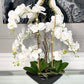 Phalaenopsis Floral Orchid Arrangement
