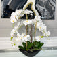 Phalaenopsis Floral Orchid Arrangement
