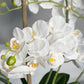 Real Touch White Phalaenopsis Orchid Arrangement