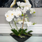 Real Touch White Phalaenopsis Orchid Arrangement