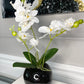 Orchid Arrangement in Black Round Modern Vase