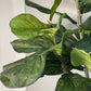 Nearly Natural Fiddle Leaf Ficus Faux Tree Plant, 6ft