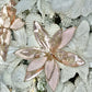 Rose Gold Poinsettia with Crystals, Set of 5