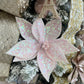 Baby Pink Poinsettia with Sequins, Set of 5