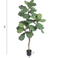 Fiddle Leaf Ficus Tree, 5ft Plant