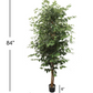 Silk Ficus Tree, 7ft