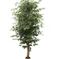 Silk Ficus Tree, 7ft