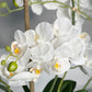 Real Touch White Phalaenopsis Orchid Arrangement with Black Vase