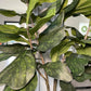 Nearly Natural Fiddle Leaf Ficus Tree, 6ft